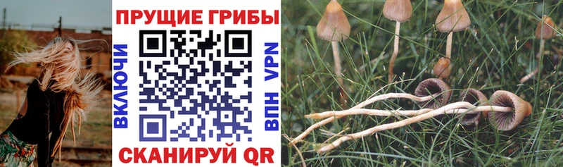 Псилоцибиновые грибы Magic Shrooms  Бор 